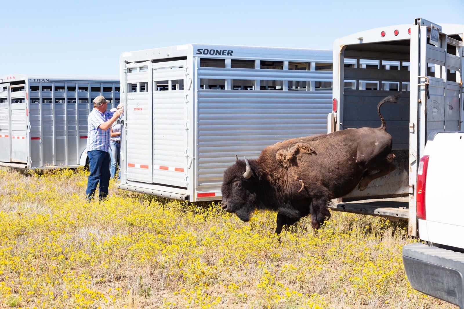 Of keen interest to mountain and plains tribes is the recovery of bison and the role that Yellowstone has played in helping to bring the species back from the brink of extinction.  Here, a park bison is released at Fort Peck in northeastern Montana. Photo courtesy Jacob W. Frank/NPS