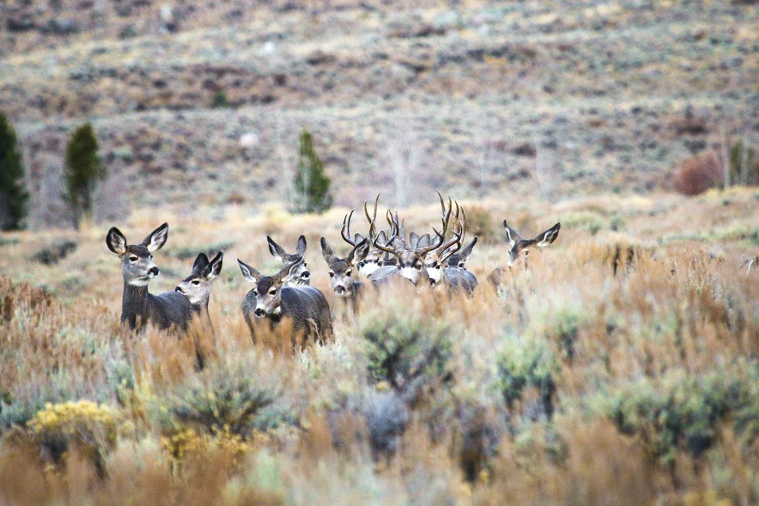 Private property owners provide important habitat for public wildlife, especially wildlife on the move and animals that go to lower grown in winter.  How can conservation and tolerance for wildlife be encouraged on private property. PERC promotes economic incentives but it is a controversial subject and often criticized by some. Photo of mule deer courtesy PERC