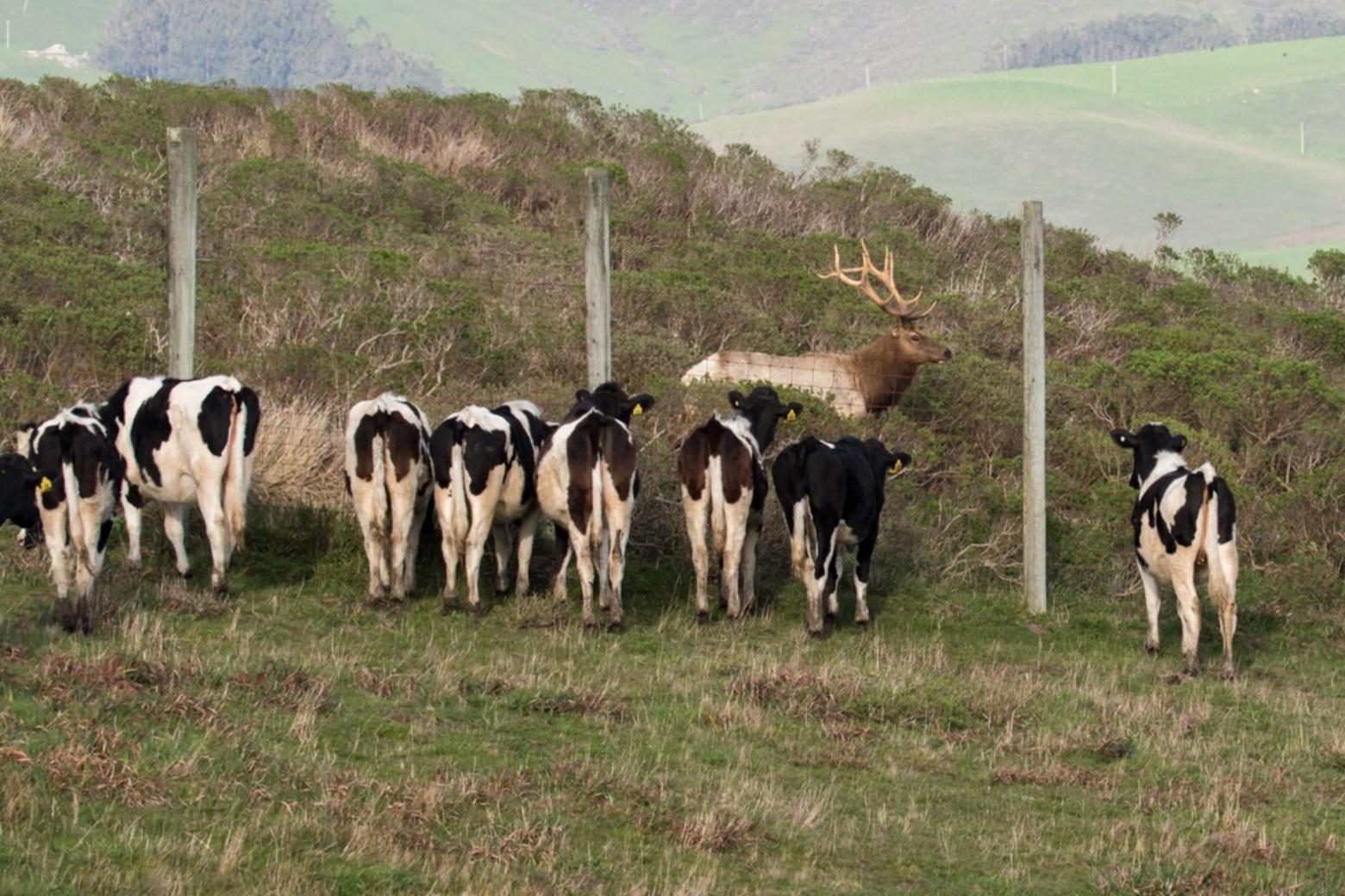 Whose interests should the headlands of Point Reyes National Seashore serve? For some it depends upon which side of the fence you choose to interpret the question. Photo courtesy Daniel Dietrich