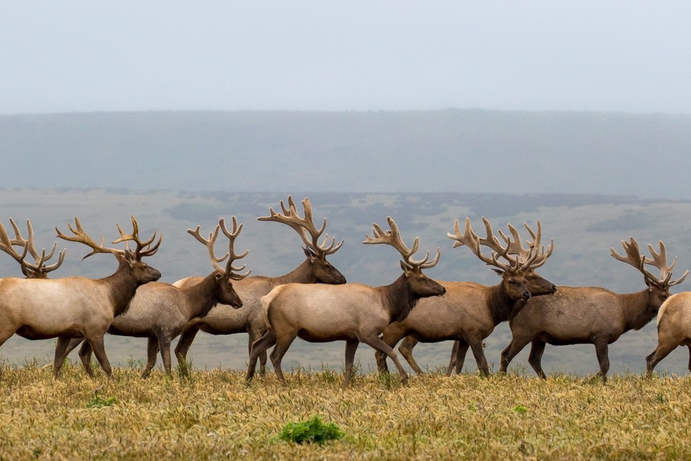 A band of Tule elk bulls on the move in Point Reyes. Photo courtesy Daniel Dietrich
