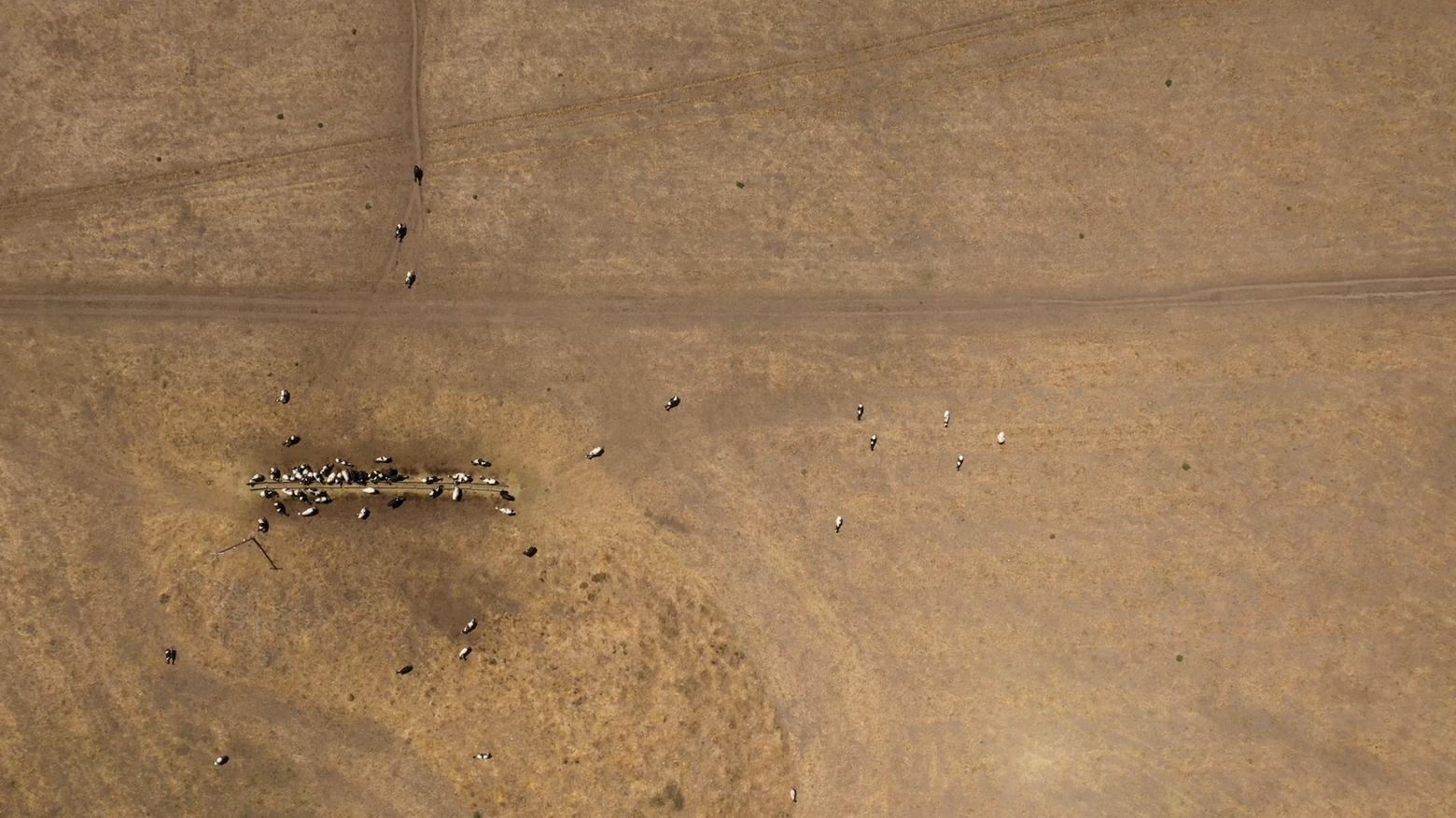 Top: An elk fence at Point Reyes marks a straight dividing line between a landscape managed for ecological health and another demonstrating the converging impacts of drought and overgrazing. Middle: An aerial view of the brown landscape shows the impact of ranching Just above:  a field after intensive grazing by cattle.