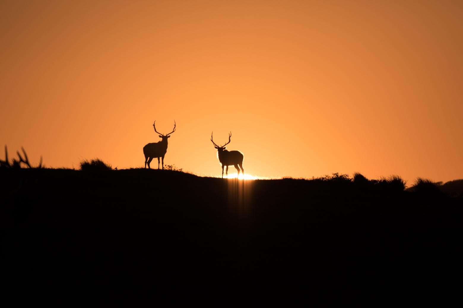 Tule elk captured in the golden hour at Point Reyes National Seashore. Photo courtesy of Ken Bouley