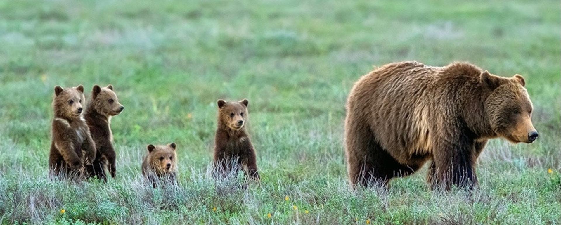 Grizzly 399 and cubs facing most perilous autumn yet 