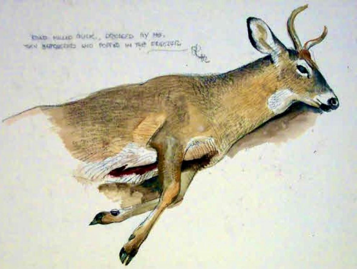 A painting, gauche and graphite on board, by Bob Kuhn, in permanent collection of the National Museum of Wildlife Art, Jackson, Wyoming. The museum has the largest public collection of works by Kuhn, considered one of the premiere American wildlife artists of all time. Kuhn's notes from the work read, "Front half of a dressed white tail deer.  Road-killed buck, dressed by me, then popped in the freezer." Learn more abut the National Museum of Wildlife Art by going to wildlifeart.org