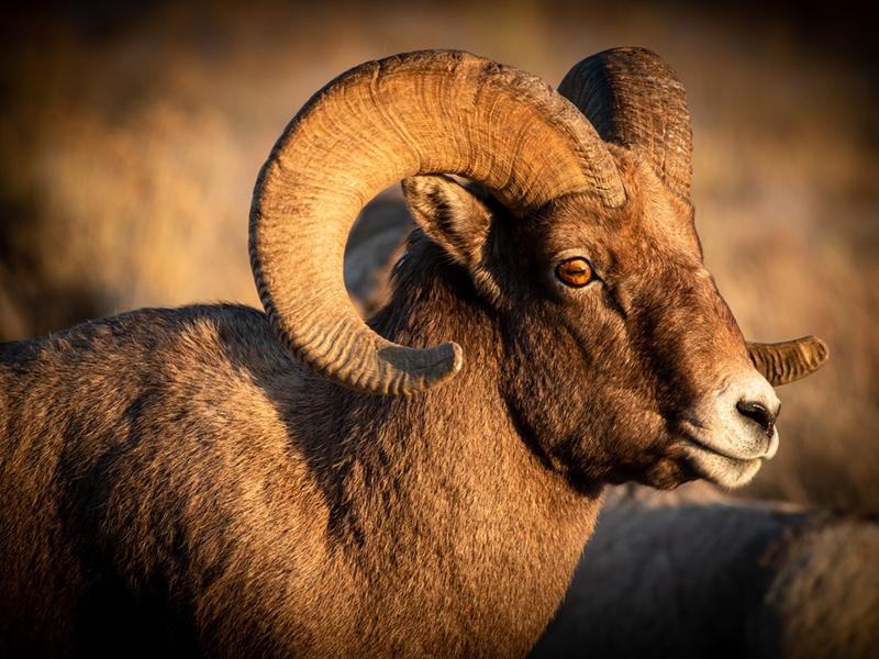 Few bighorns worry about how they spend their leisure time
