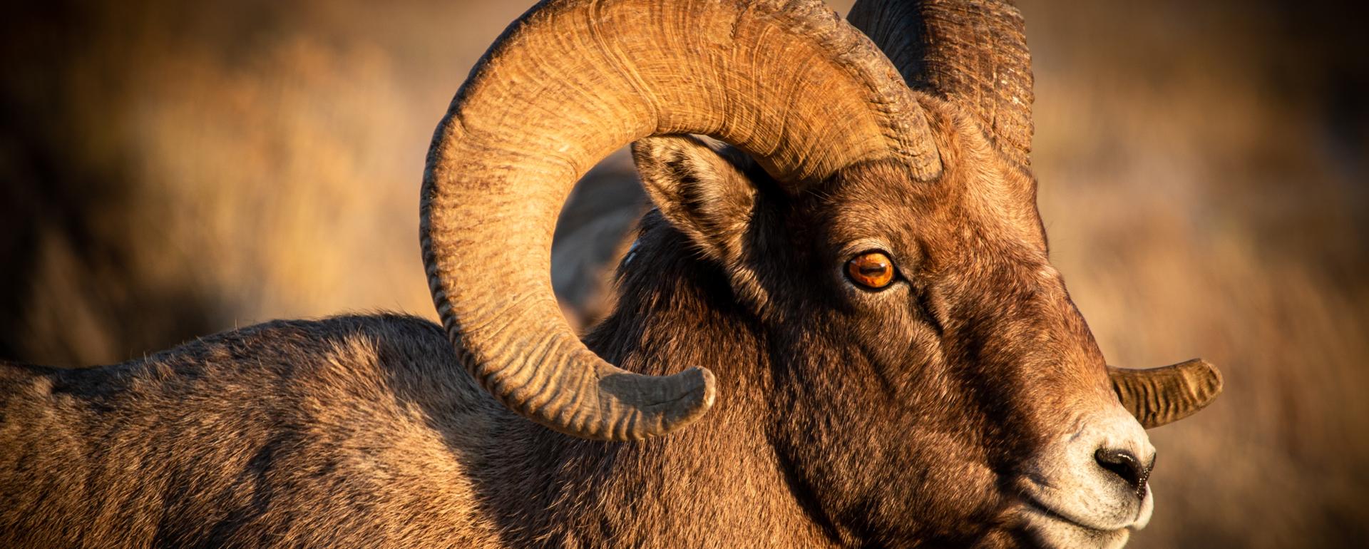 Few bighorns worry about how to spend their leisure time