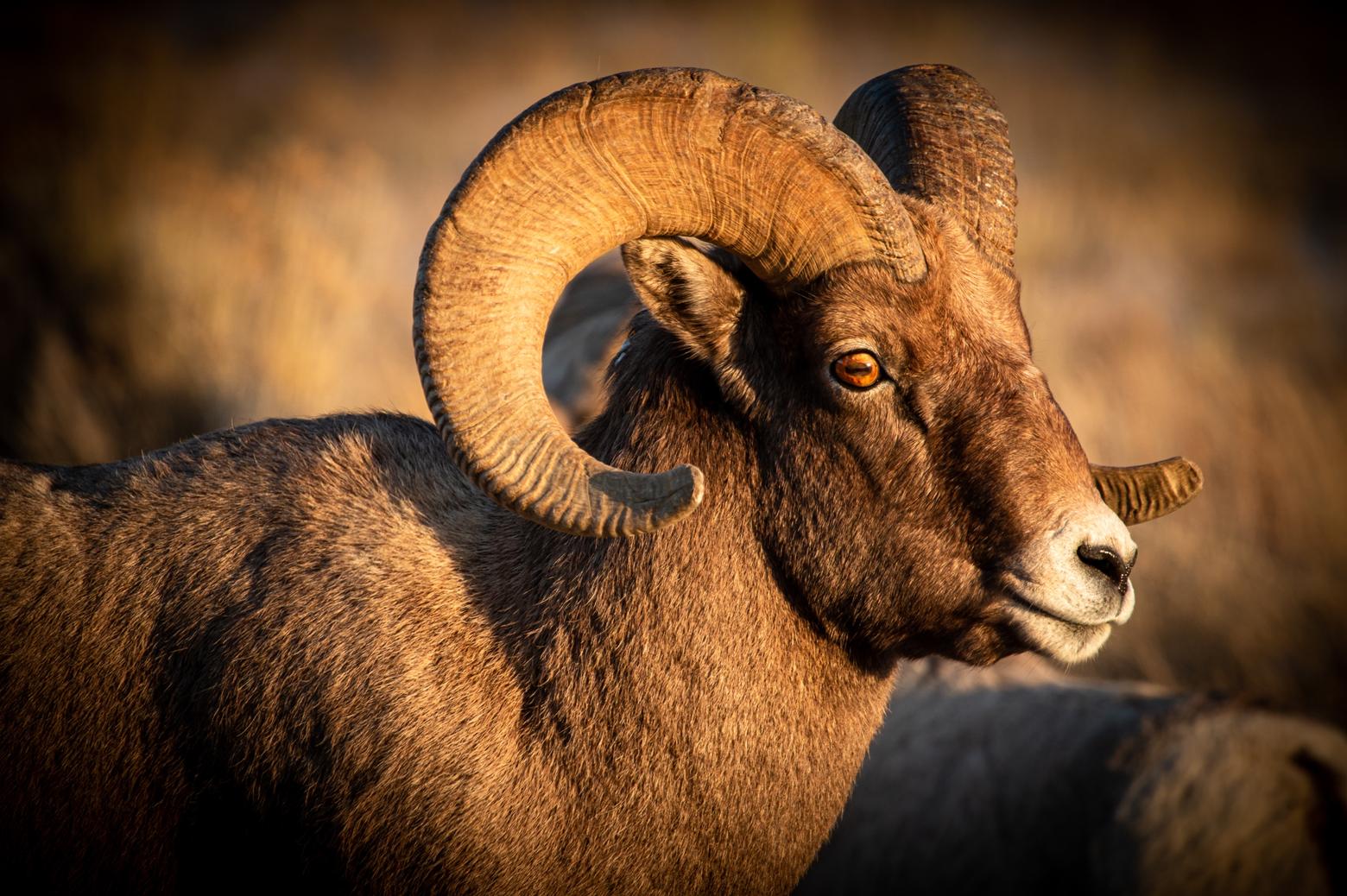A bighorn (wild mountain sheep) ram in the Rockies. Photo courtesy C. Adams/NPS