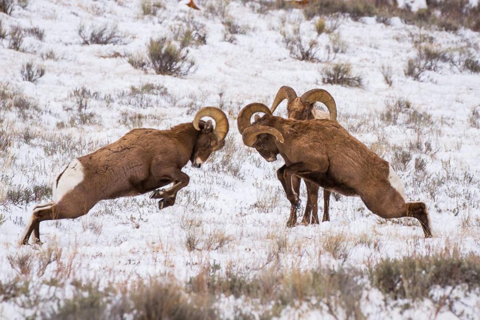 Top: Hadley Hammer descends a steep in the Tetons. Above: bighorn rams battle for standing in the herd though the most formidable challengers sometimes are people displacing them from habitat. Photo of bighorns courtesy of Josh Metten, a Jackson Hole wildlife safari guide, photographer and conservationists. To see more of Josh's amazing work go to facebook.com/joshmettenphotography