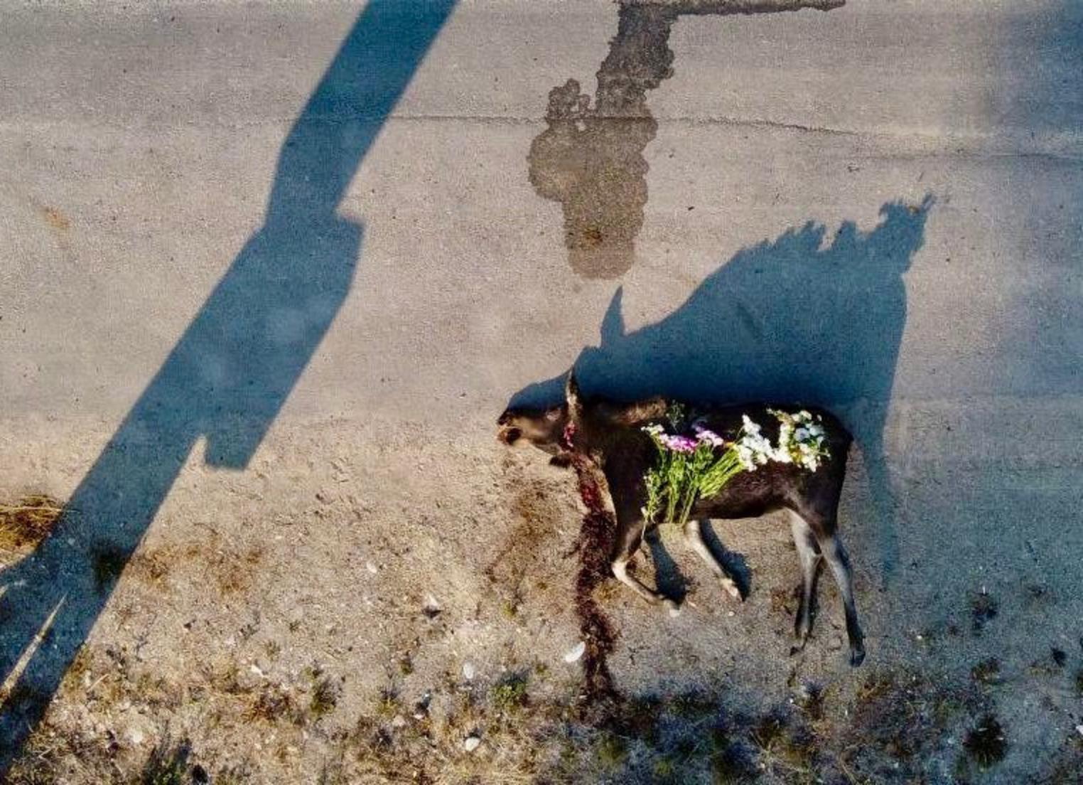 Wildflower bouquets pay homage to a moose that perished trying to cross a busy highway in Jackson Hole—emblematic of how growth issues are taking a heavy toll on wildlife in the piecturesque Wyoming valley. While many groups work in wildlife conservation, few in Greater Yellowstone are involved in private land use planning issues, day in and out, pushing for planning and zoning and vigorously scrutinizing development that is destroying the natural essence of landscapes. One of the groups that does is the Jackson Hole Conservation Alliance. Photo courtesy Jackson Hole Conservation Alliance.