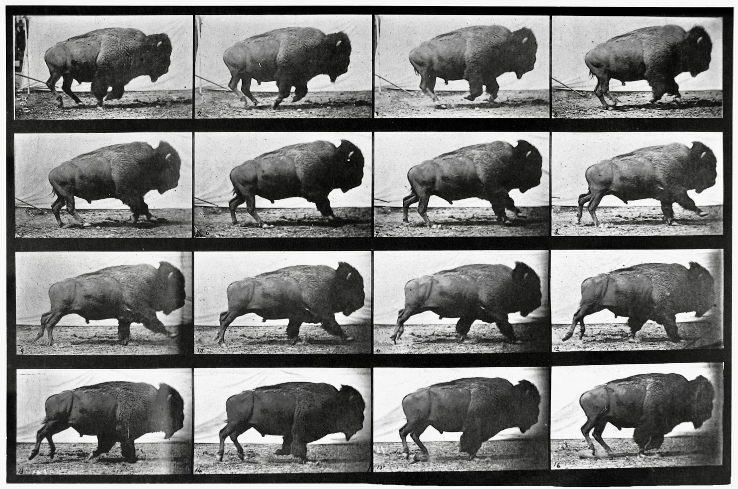 A collotype of assembled single-frame images titled "Buffalo, Galloping" (1887) by Edward Muybridge. Muybridge, a naturalist, was a pioneer of "motion pictures" that could show animation and animal movement by projecting photographic stills together.  This piece can be viewed at the Iris and B. Gerald Cantor Center for Visual Arts, Stanford, University