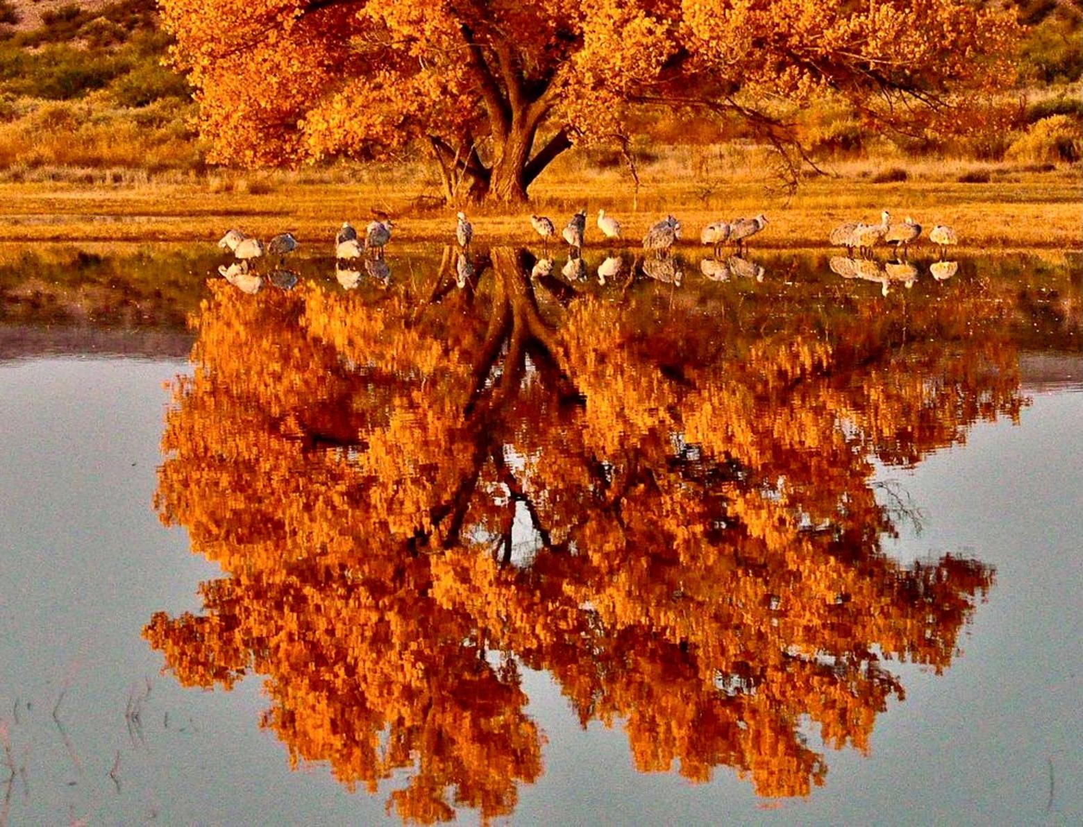 Sandhill cranes that have headed south to avoid the northern winter gather beneath a cottonwood tree whose final expression of color is reflected in the water.  Photo courtesy Robert Dunn/Wikipedia