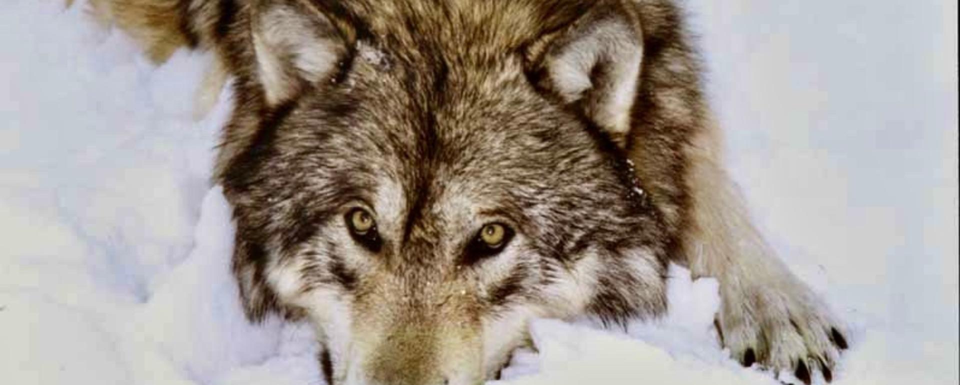 Does anything signify wilderness more than a wolf howl?