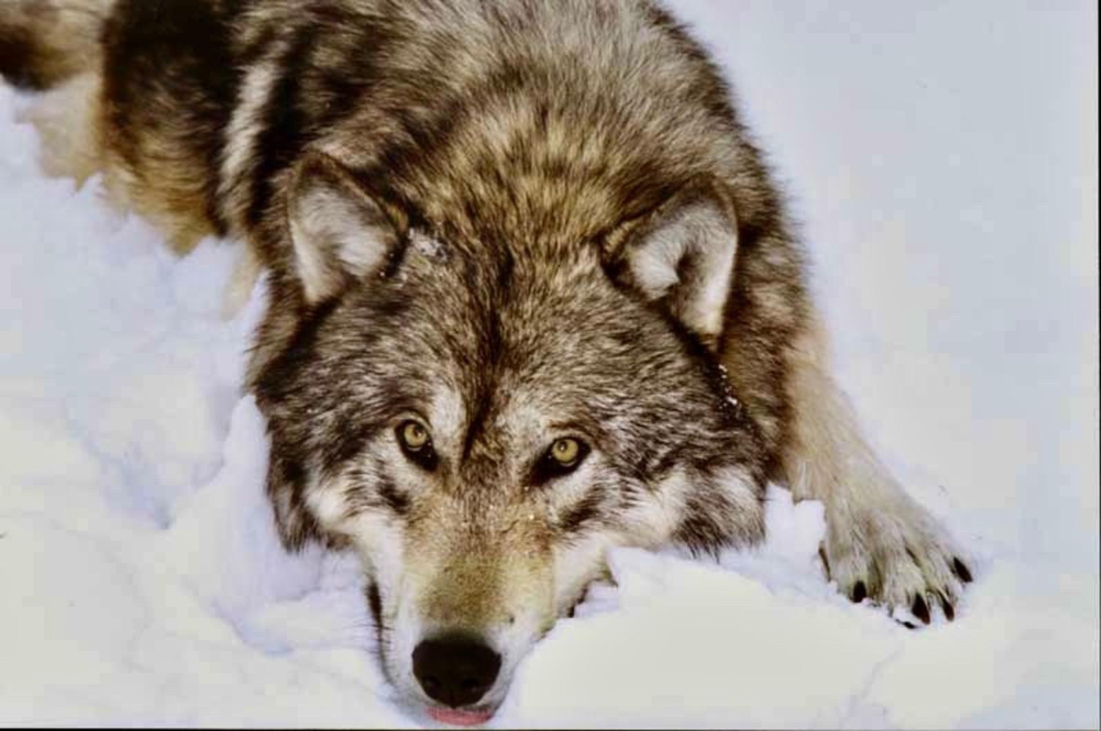 If wolves are not allowed to naturally thrive in federal Wilderness, where the heavy-handed impacts of humans are kept at bay, then where? Franz Camenzind argues that state policies enabling wolves to be aggressively killed in Wilderness, ostensibly to protect domestic livestock allowed or graze there or based on the unfounded arguments, that wolves are decimating elk, is created "wounded Wilderness areas" and undermining conservation. Photo courtesy Carter Niemeyer/USFWS