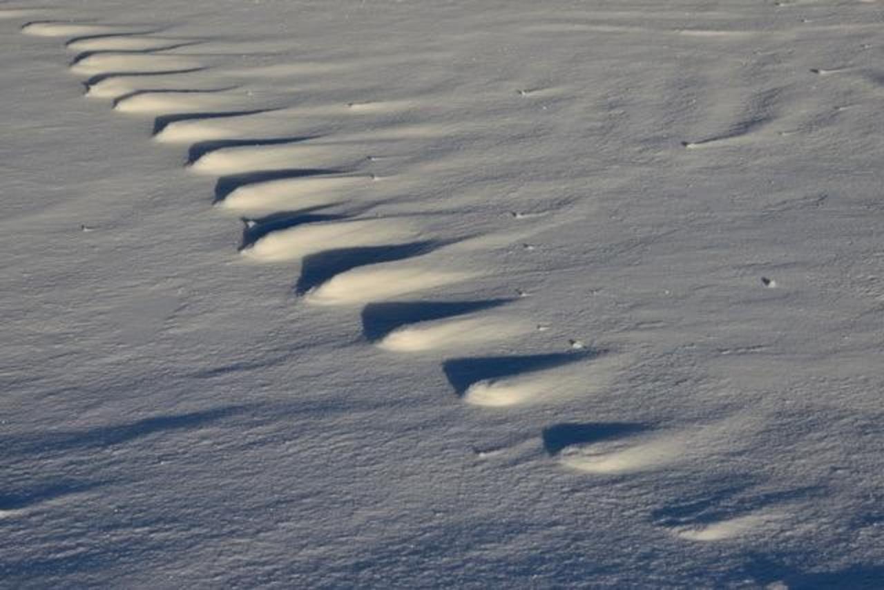 Fox tracks: when she walked across the snow her weight compacted the snow and made it more dense and resistant to wind erosion. The windward side is to the left, the lee to the right.