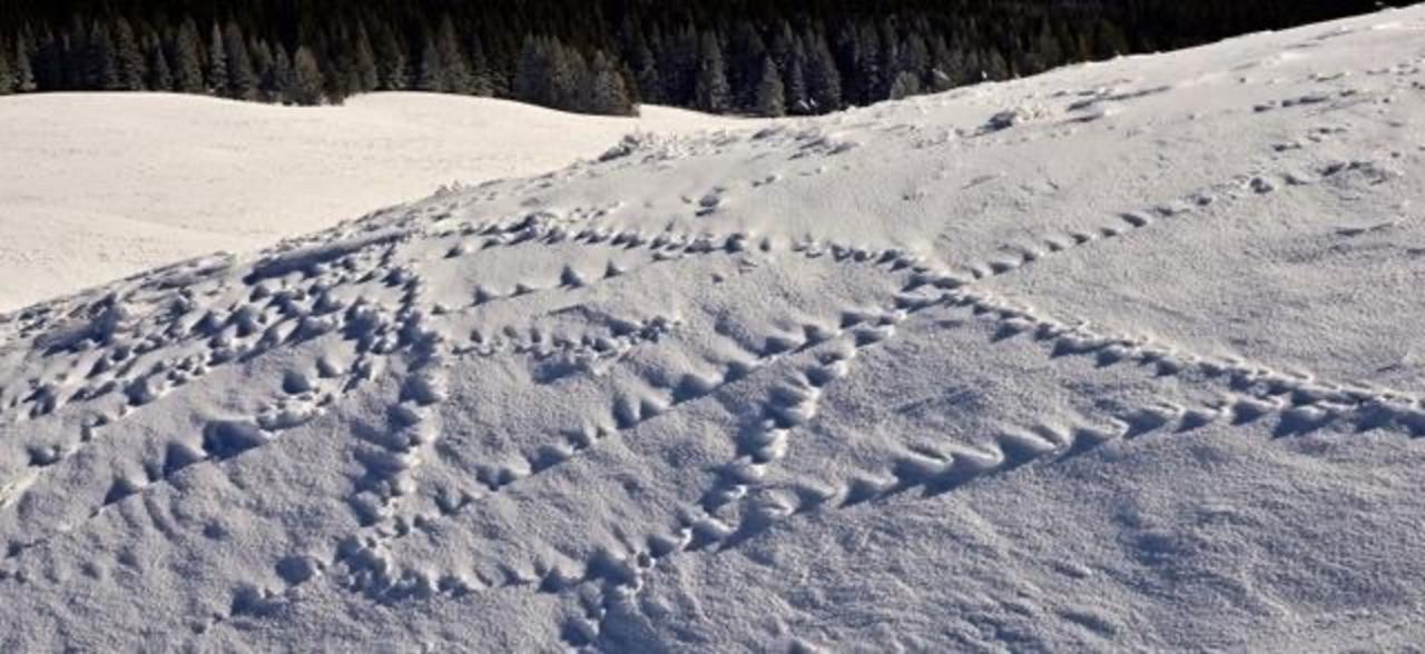 Similarly wind-sculpted fox tracks suggest an esoteric geoglyph.