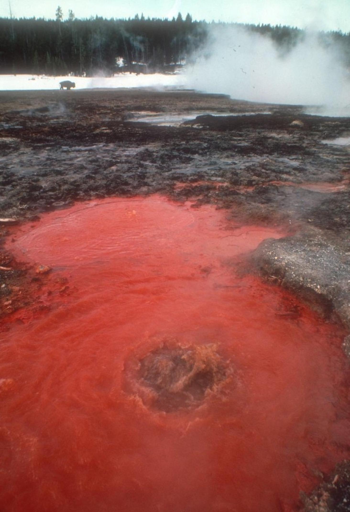 A normally brown mud spring for a short time one winter was tomato-soup red with iron oxide.