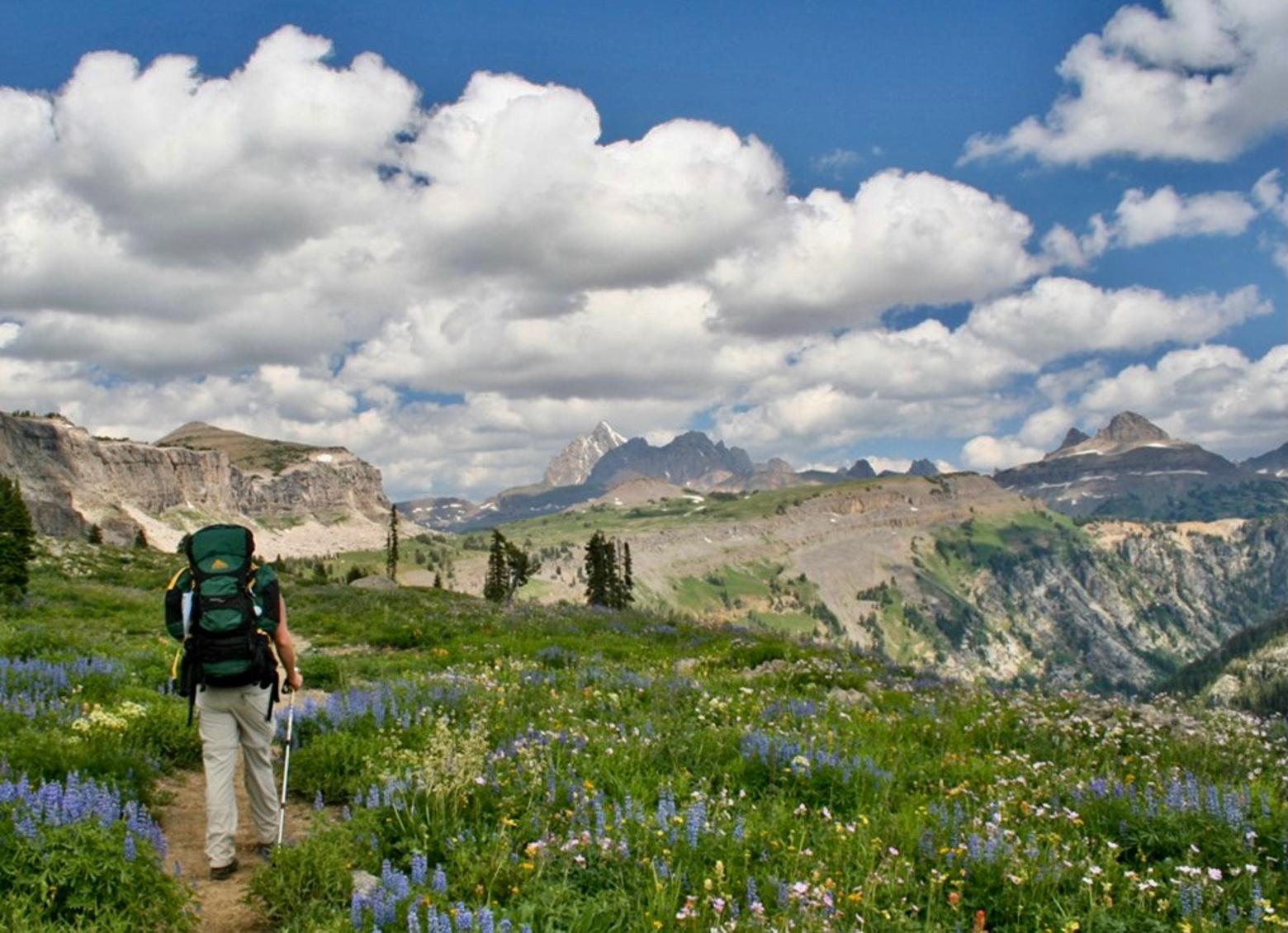 A lone hiker moves through wildflower-coated meadows on the Death Canyon Shelf Trail in Grand Teton Park.  Photo courtesy Rademak/Grand Teton/NPS