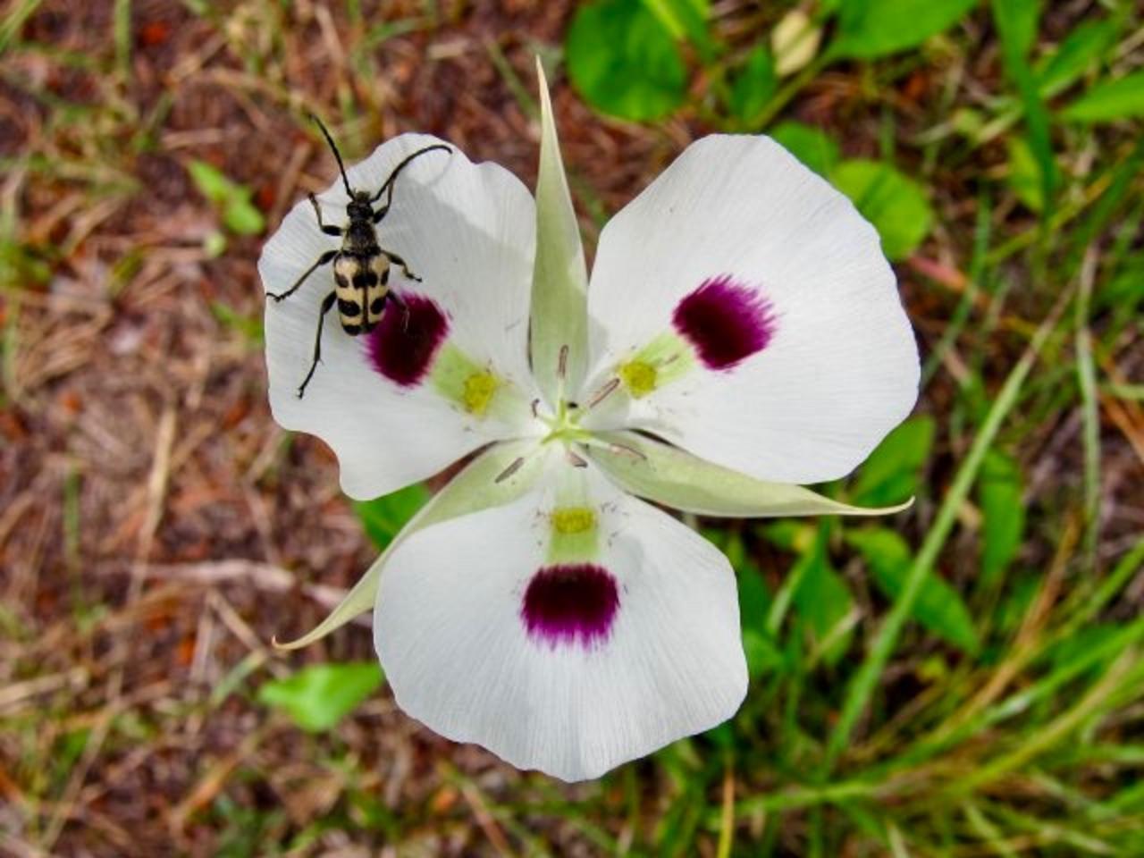 Calochortus eurycarpus, the native mariposa lily. Photo courtesy Miquel Veiera, Wikimedia Commons (BY 2.0)