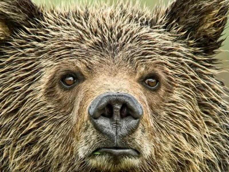 What's good for grizzlies is good for all Greater Yellowstone wildlife
