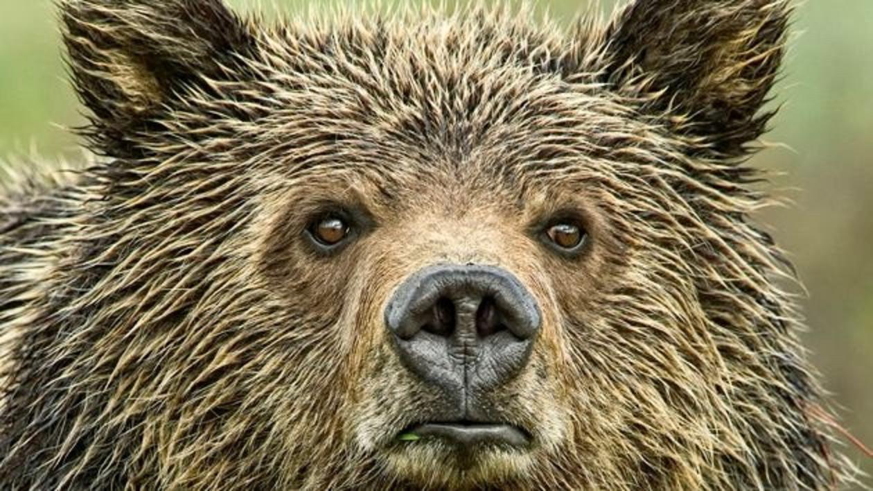 "Eyes of the Grizzly," a photograph of a wild Jackson Hole grizzly bear by Thomas D. Mangelsen. Grizzlies need private lands to move between public lands and they need humans who are not only responsible and smart about how they move through grizzly country but conscientious in the development decisions they make—or approve—that could negatively impact grizzly habitat. Habitat that benefits grizzlies benefits all species in Greater Yellowstone. To see more of Mangelsen's fine art photography, go to Mangelsen.com