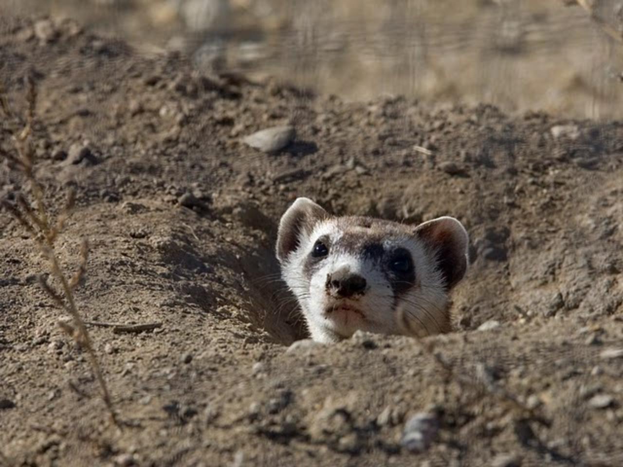 Little known fact for most of Greater Yellowstone's human denizens: the black-footed ferret, the most endangered land mammal in America, was thought extinct, until a rancher's dog near Meeteetse, Wyoming (inside the Greater Yellowstone Ecosystem) brought a dead one back to the ranch house which led to the discovery that ferrets still were barely hanging on. It was a profound demonstration of how important habitat on private property is to conservation. Ferrets, which represent no threat to people or livestock, can only persist if there are thriving prairie dogs available for them to eat.  