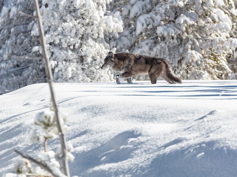 A gray wolf in Yellowstone