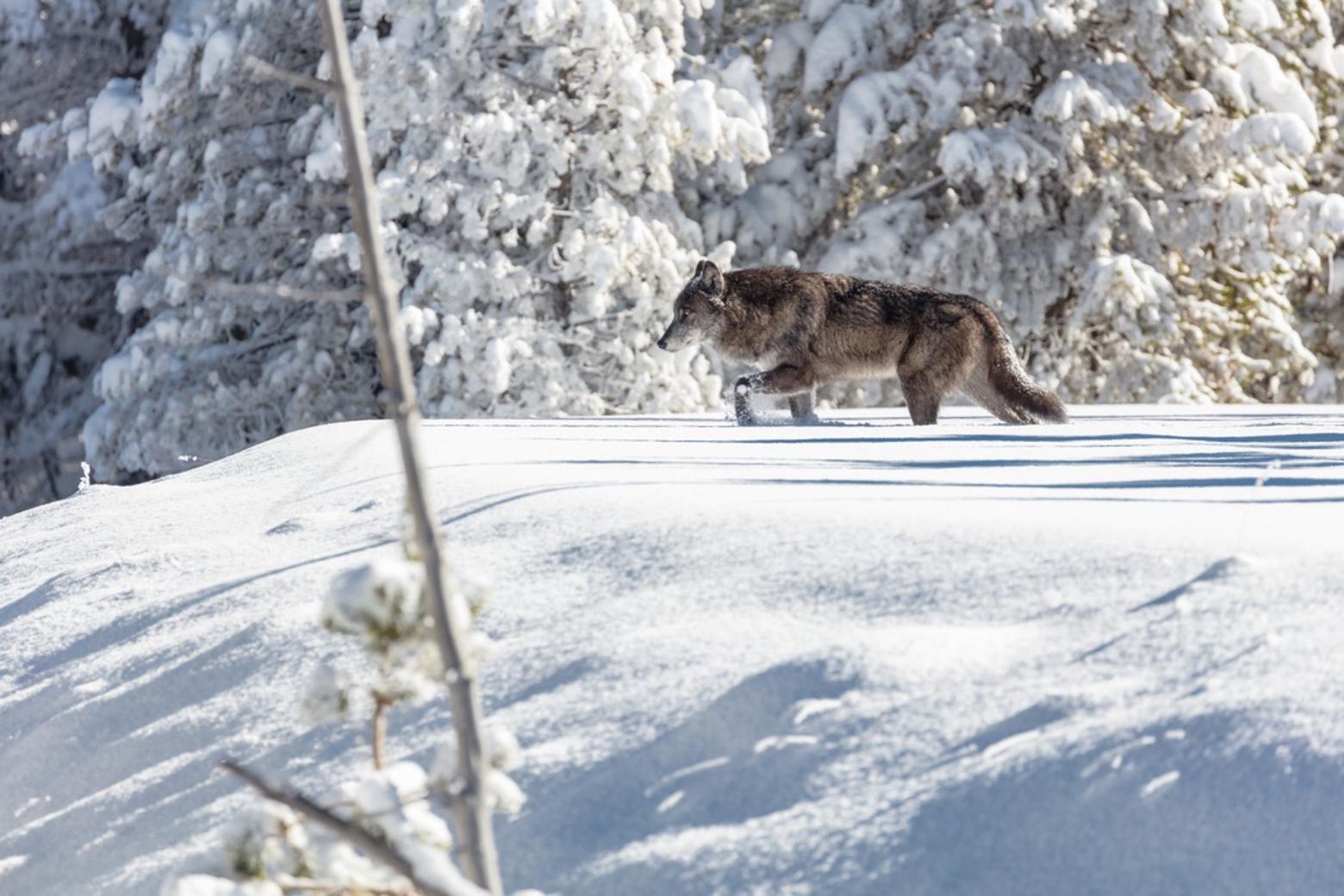 A gray wolf in Yellowstone National Park where wolf watching is not only one of the most popular tourist activities but it generates tens of millions annually for the regional economy. Many are puzzled why Interior Secretary Deb Haaland did not intervene to safeguard Yellowstone wolves killed when they crossed the park boundary—especially since the justification given by Montana Gov. Greg Gianforte, that wolves are decimating elk and livestock, has been proved to be grossly false. In the winter of 2021, Gianforte himself shot a Yellowstone research wolf that had wandered north of the park and got caught in a trap. Photo courtesy Jacob W. Frank/NPS