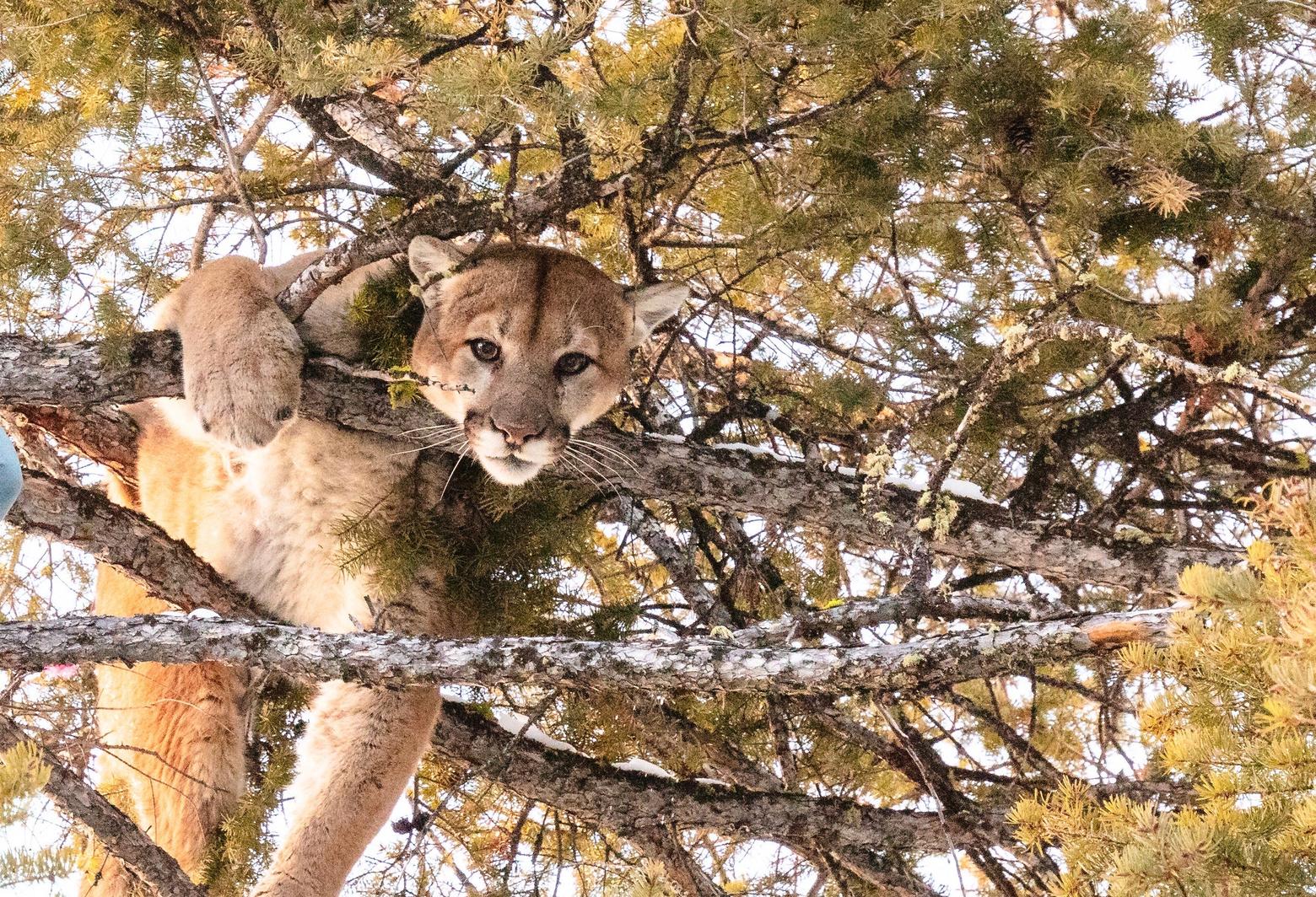 A cougar like this one, part of ongoing research in Yellowstone, was treed and killed by Montana Gov. Greg Gianforte in late 2021. After word leaked that he had taken the lion in an area not far from where he trapped and killed a wolf that had wandered outside Yellowstone, he refused to confirm or deny details of his hunt.  Photo by Jacob W. Frank/NPS
