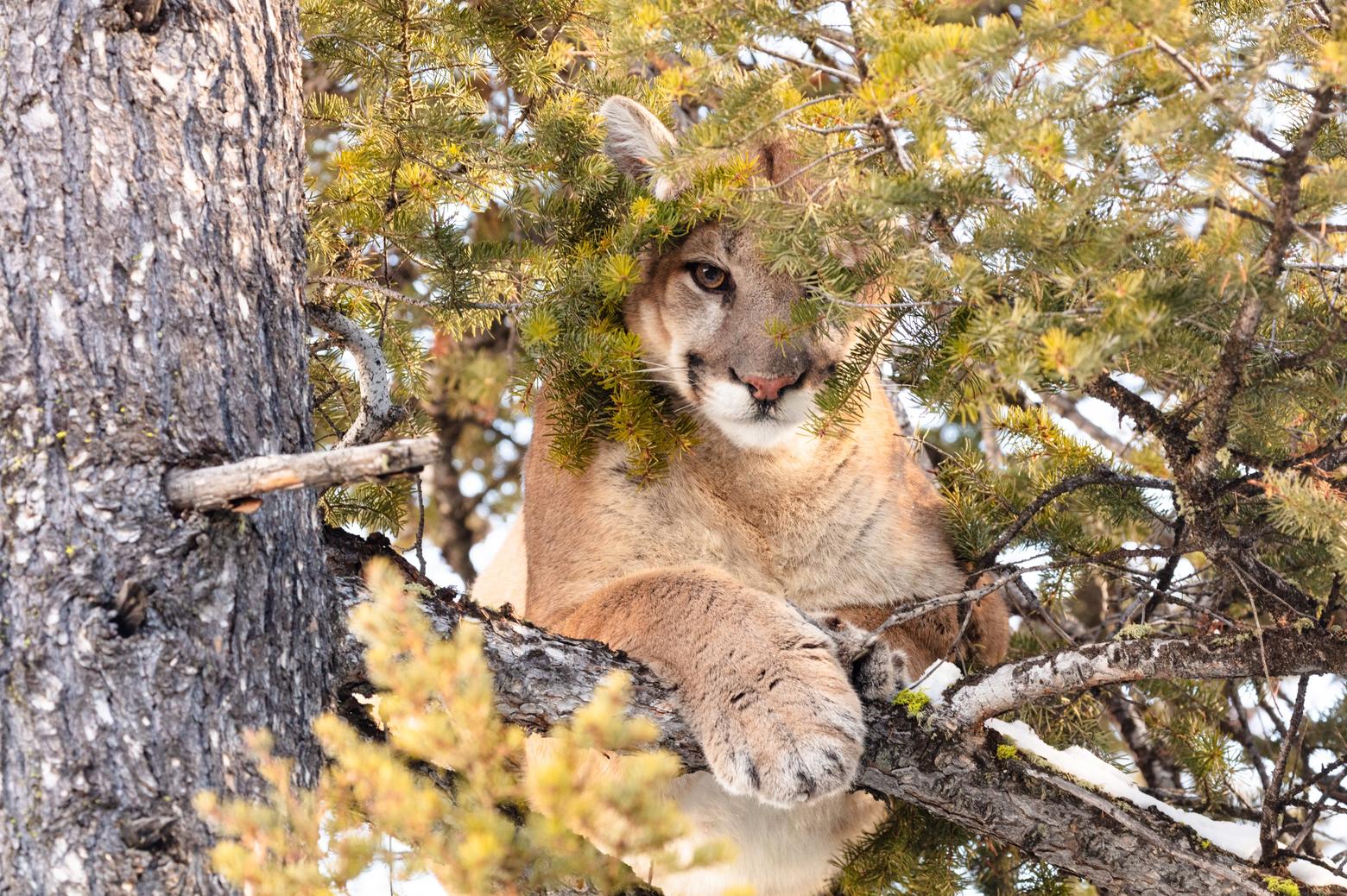 One of the lions that is part of an ongoing research project headed by Yellowstone biologist Dan Stahler.  Yellowstone's scientific studies of lions, wolves and grizzly bears are world-renowned.  Photo by Jacob W. Frank/NPS