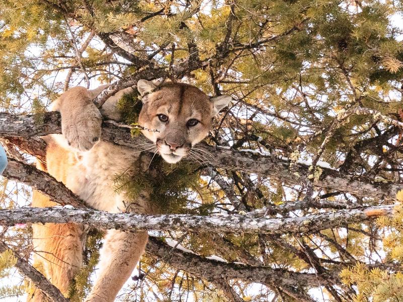 A treed cougar in Yellowstone like the one taken by Gianforte