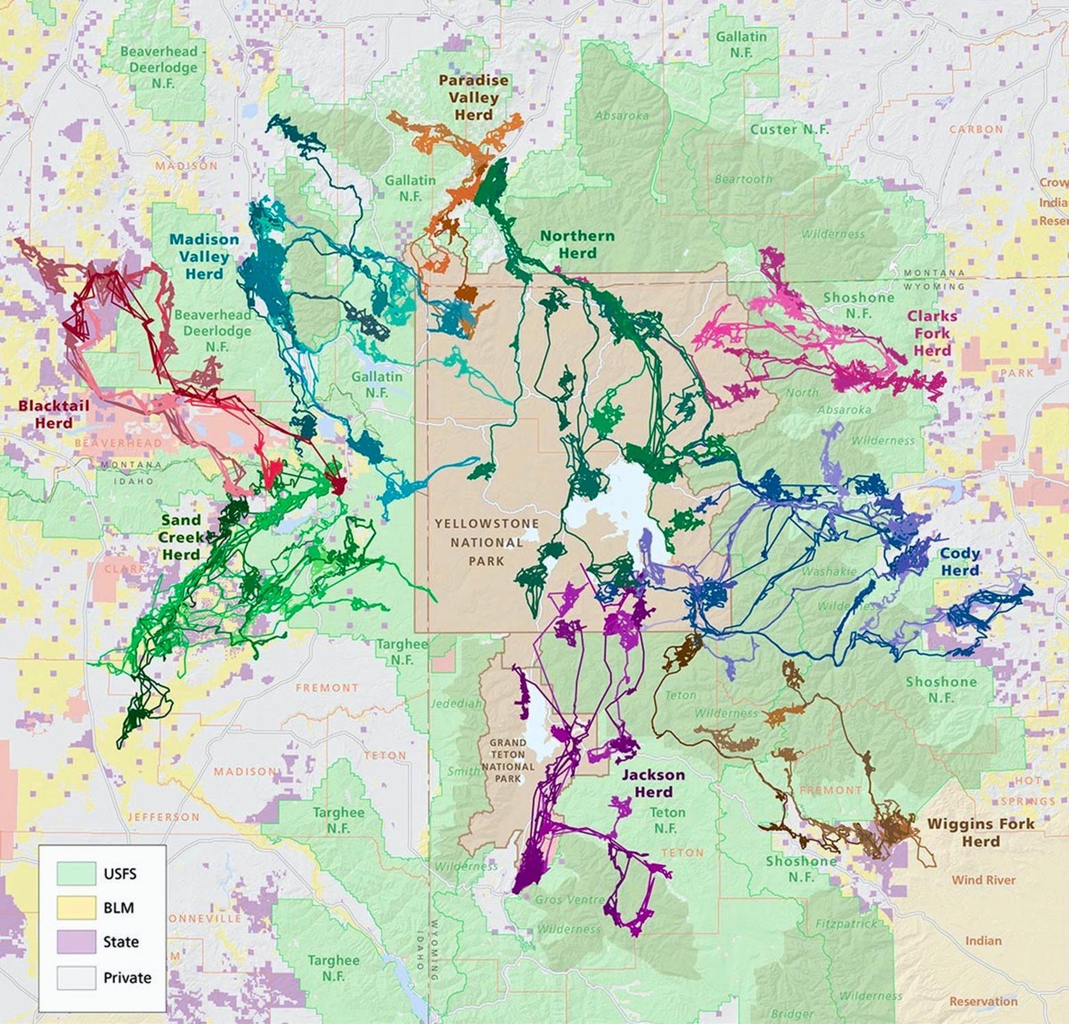 Differing elk migration routes in the three-state Greater Yellowstone Ecosystem still intact and unsurpassed in the Lower 48. They still exist because their corridors have not yet been severed or too constricted by habitat fragmentation and development but for how long?  Image courtesy Wyoming Migration Initiative and University of Oregon Infographics Lab.