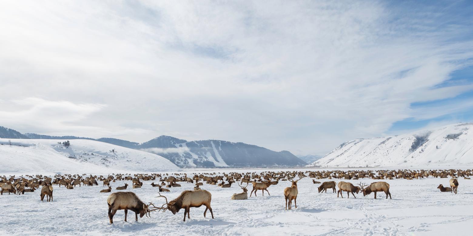 Artificial feeding in winter of thousands of elk at the National Elk Refuge in Jackson Hole is considered the epitome of dysfunction when it comes to coordinated management of wildlife. The Greater Yellowstone Coordinating Committee has steadfastly refused to take a science-driven leadership position in resolving obvious contradictions.  Feeding elk has led to artificially high numbers of elk and right next door Grand Teton National Park every fall holds an "elk reduction" hunt inside its borders to deal with "too many elk." Meanwhile, concentrating large numbers of elk at the Elk Refuge around feed also has created elevated risk for the spread of Chronic Wasting Disease and brucellosis among elk that then disperse into the Bridger-Teton National Forest, Grand Teton and Yellowstone National Parks. In addition, despite large elk numbers, wolves are aggressively targeted by the state of Wyoming based on the (false) argument that wolves are having a serious negative impact on elk. Why the GYCC hasn't been more involved in fixing the conflicts or called out artificial elk feeding is a mystery, critics say. Photo used via license with Shutterstock/mgwilmoth