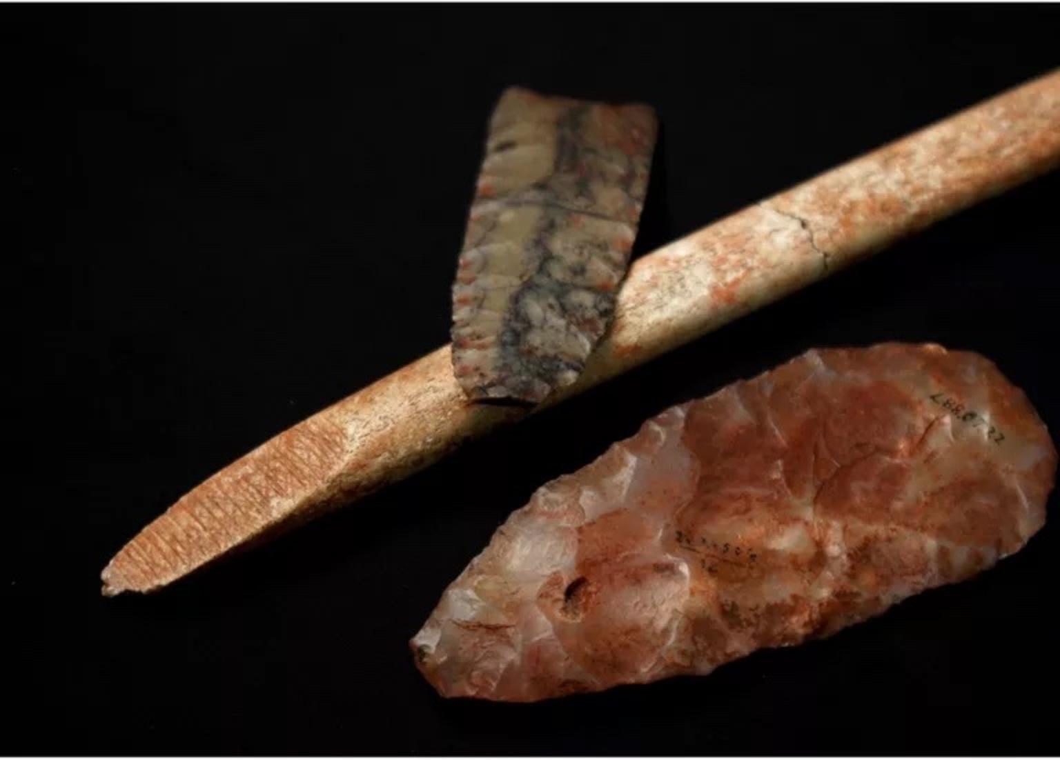 Clovis projective points unearthed at the Anzick site. Photo by Sarah Anzick