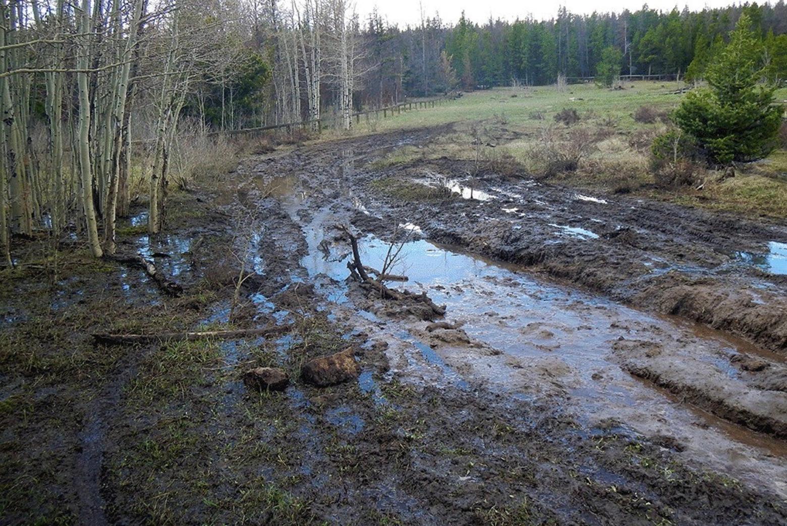 For some national forest users, spring is "mud bogging" season on public lands. The Rocky Mountain Region of the US Forest Service shared this photograph of impacts caused by illegal ATV use. While physical damage to trails caused by users who enter closed areas or venture off trails is not uncommon, a growing concern among wildlife conservationists is the impacts of rising numbers of recreation users that fragment secure habitat and cause wildlife to flee areas where they want to be.  The Forest Service put the following caption on the photo: "Mud bogging leaves lasting scars and may cause harmful impacts to fish and wildlife by destroying habitat (food, shelter, water and space)."  Photo courtesy US Forest Service/Rocky Mountain Region