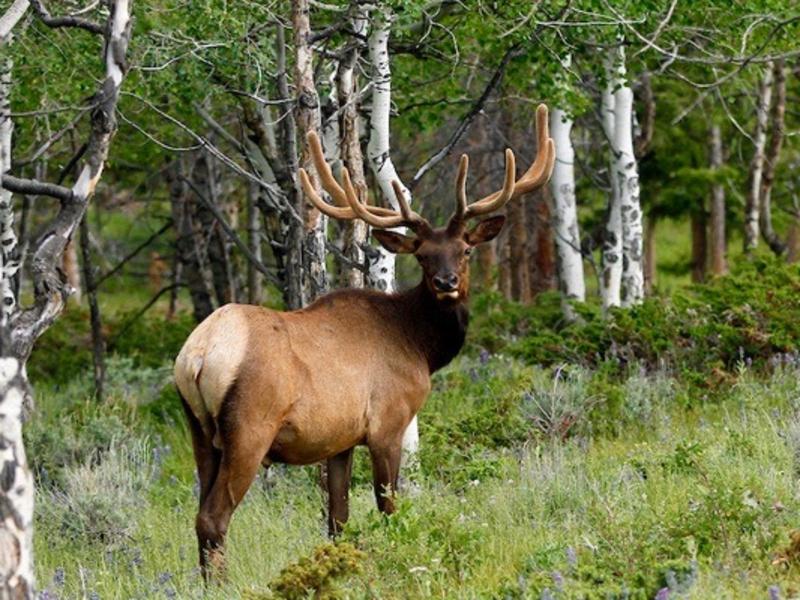 A bull elk in the mountains near Steamboat