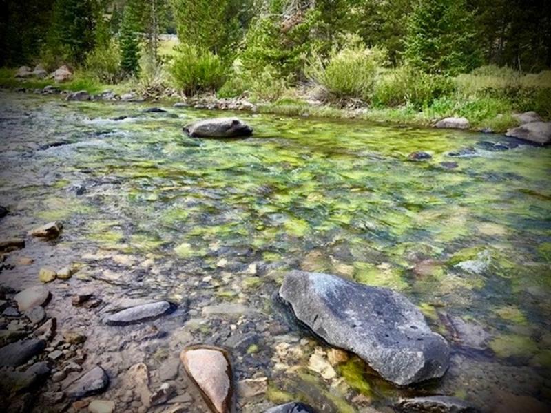 Beyond natural: algae blooms on the Gallatin River