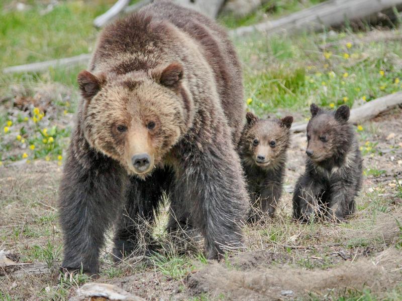 A mother bear and cubs in Yellowstone