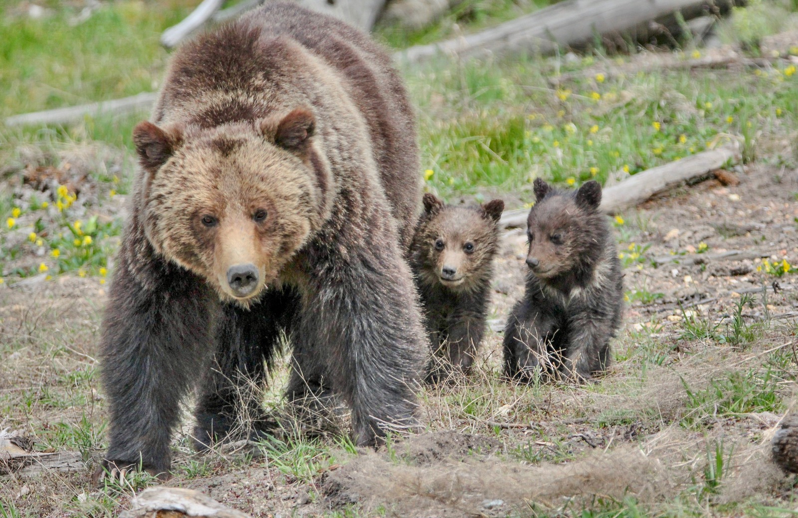 A mother bear and cubs in Yellowstone near Roaring Mountain. Photo courtesy Eric Johnston/NPS