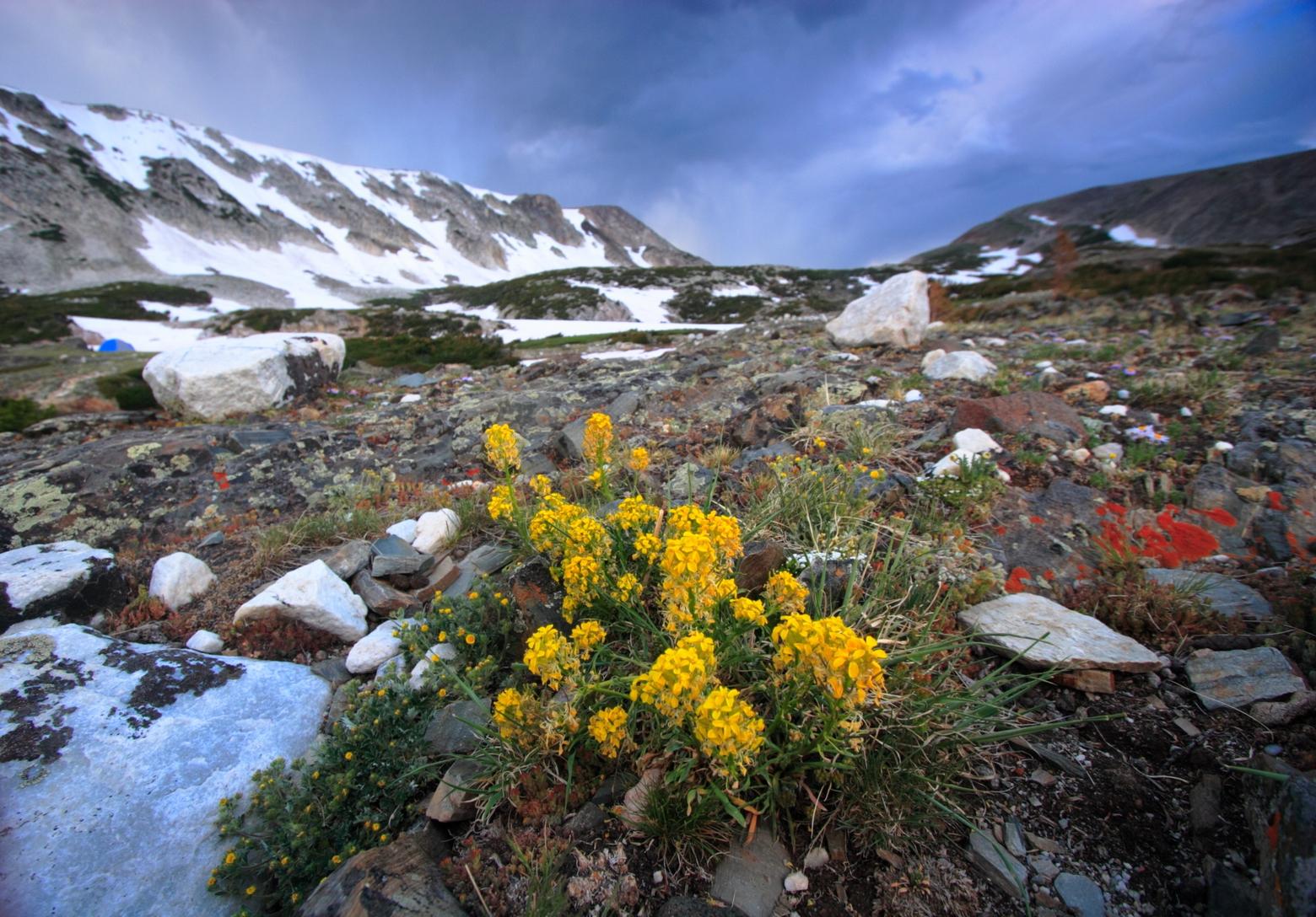 A first blush of hardy wildflowers in the mountains of Wyoming. No matter how how formidable a winter, eventually new live defies the snow and all trails lead back to nature. Photo Shutterstock/ 73301875 