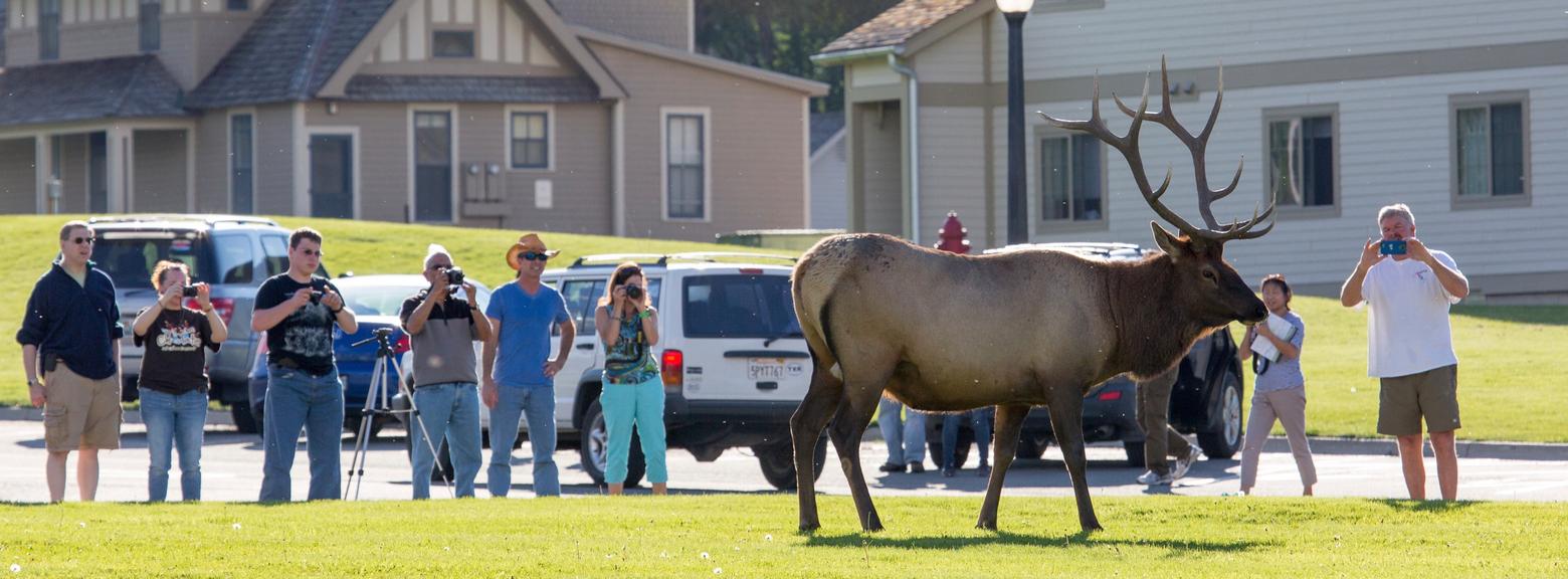 How much human pressure can the Greater Yellowstone Ecosystem take? That is the question. And it's timely as politicians, the outdoor recreation industry and some conversation groups are pushing for bills in Congress that would result in a huge expansion of infrastructure to provide more access and put more users into public lands. Photo of tourists too close to a Yellowstone bull elk courtesy Neal Herbert/NPS