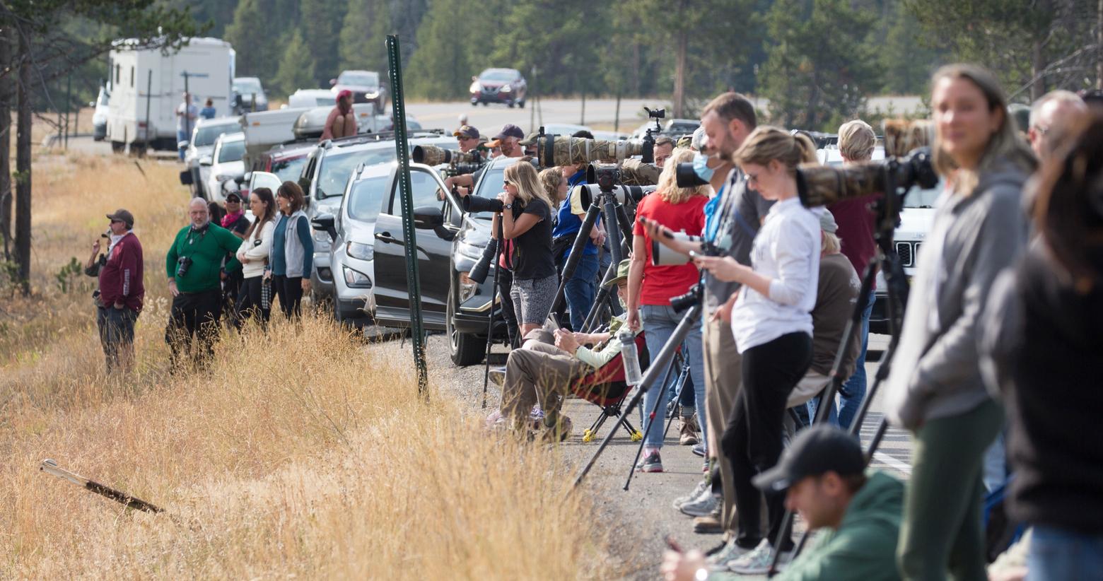 It's true: Yellowstone and Grand Teton national parks are crowded every summer. It's great that they are popular; it shows that people care. But record crowds in both parks are now overwhelming resources along the front country. Here, bear watchers mass along a highway in Grand Teton hoping to catch a glimpse of famous Jackson Hole grizzly 399 and her cubs in September 2020. Photo Shuttersock 1827517454 