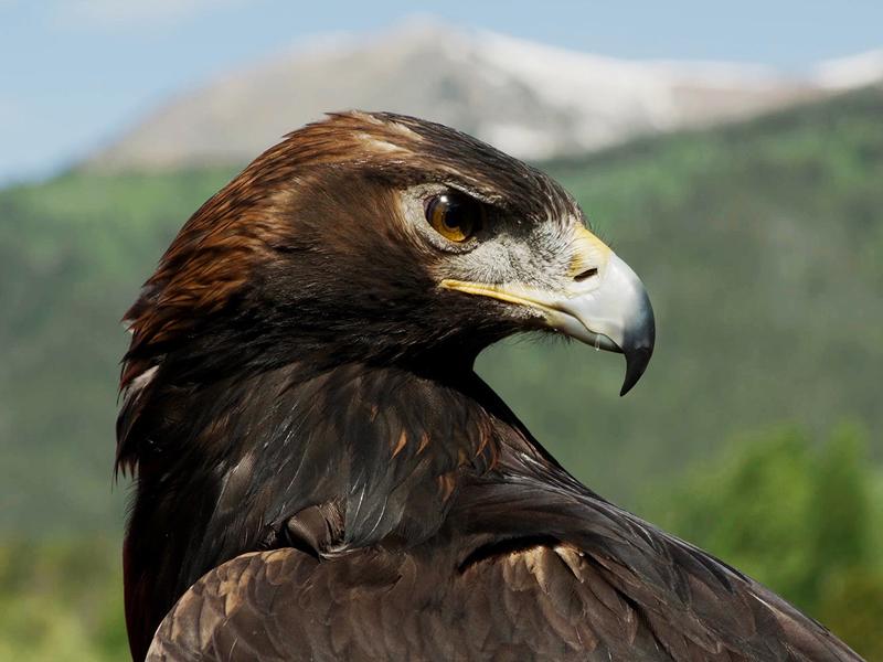 How much do you know about golden eagles?