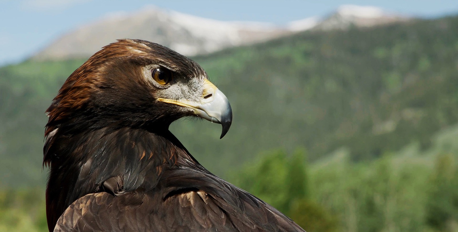 Striking birds of prey, golden eagles are sensitive to a number of environmental factors. A few years ago, a golden that was part of a research project in Yellowstone died from lead poisoning after ingesting lead ammo. Photo courtesy Wild Excellence Films