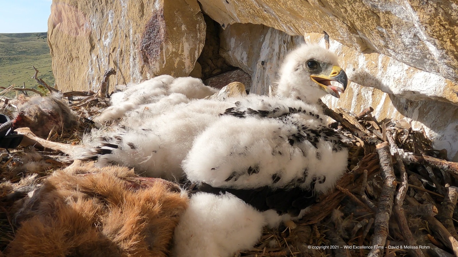 An eaglet on the nest, surrounded by a banquet of edibles that its parent brought back from successful hunting and scavenging trips.  Photo courtesy Wild Excellence Films