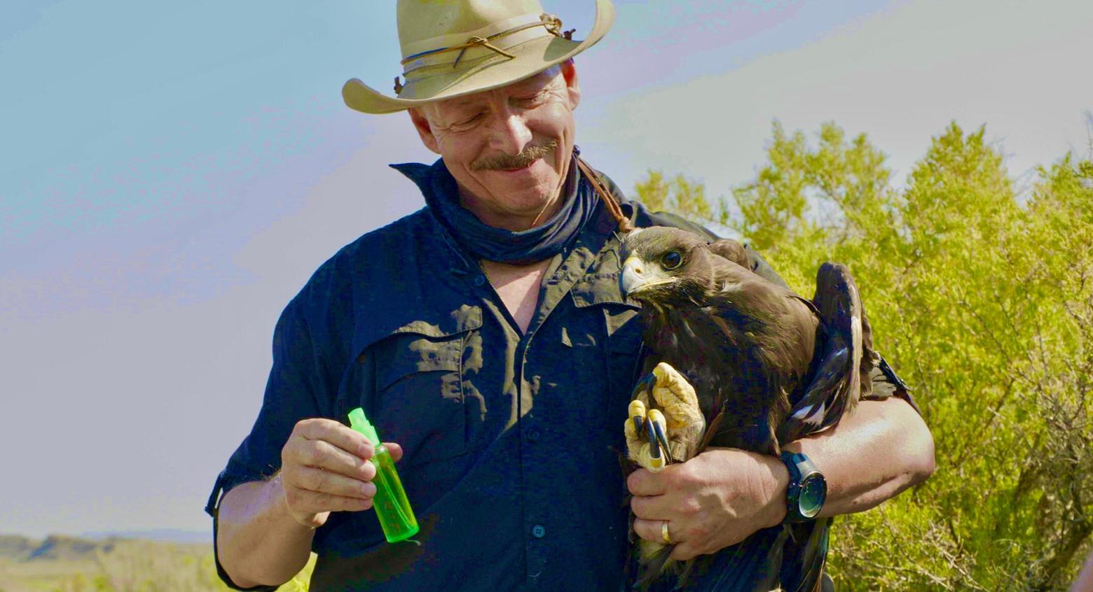 Conservation ecologist Dr. Charles Preston in the field with a golden eagle. Preston played a critical role in establishing the Draper Museum Raptor Experience at the Draper Museum of Natural History in Cody. Not only is the facility connected to research into birds of prey but it advances education by allowing the public to see a variety of different raptor species up close. Photo courtesy Charles Preston