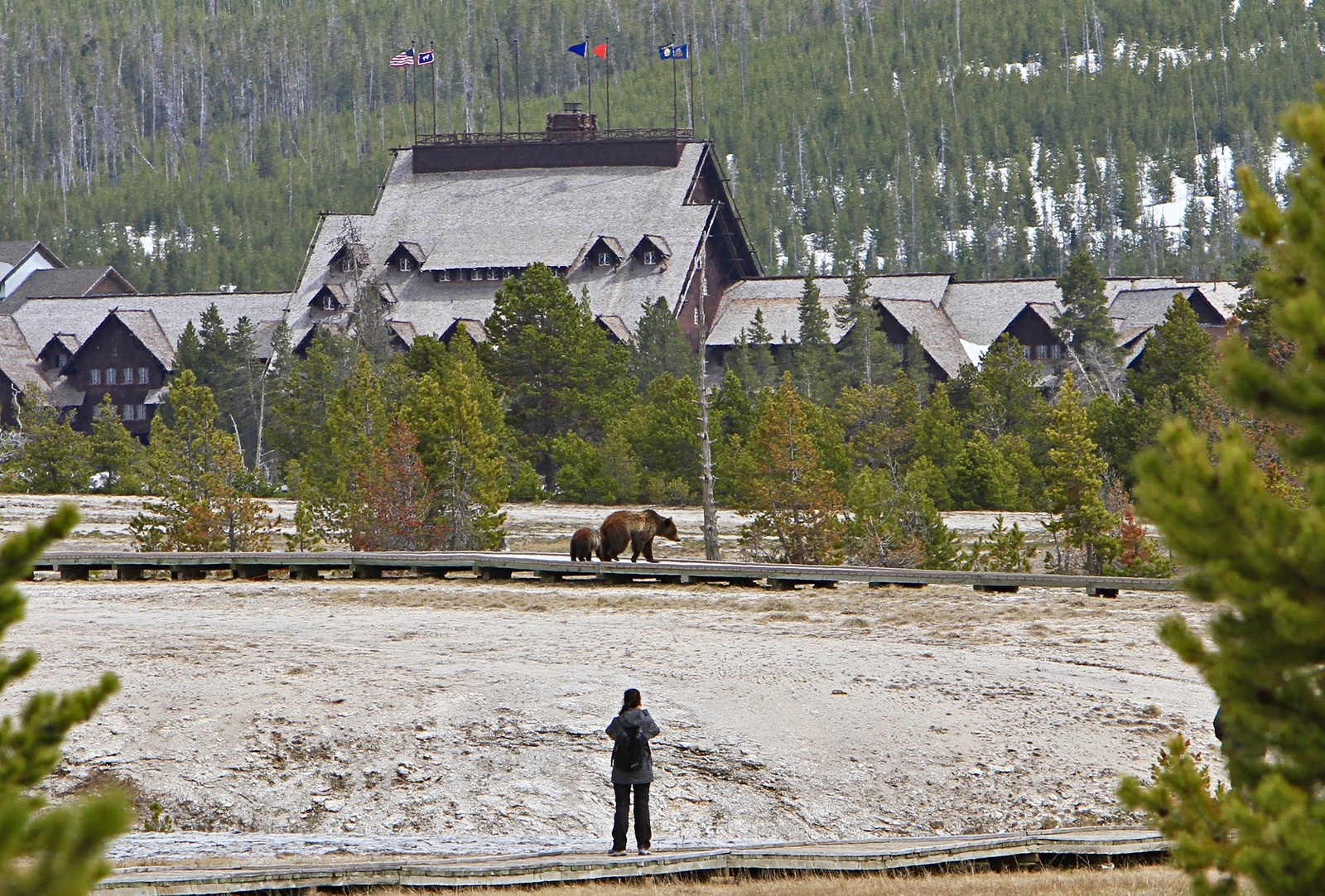 Two paths headed toward a convergence: lone hiker and grizzly bear mother with cub in the Upper Geyser Basin near the Old Faithful Inn In Yellowstone.  How much secure habitat does a healthy population of grizzlies need to persist?  Photo by Jim Peaco/NPS