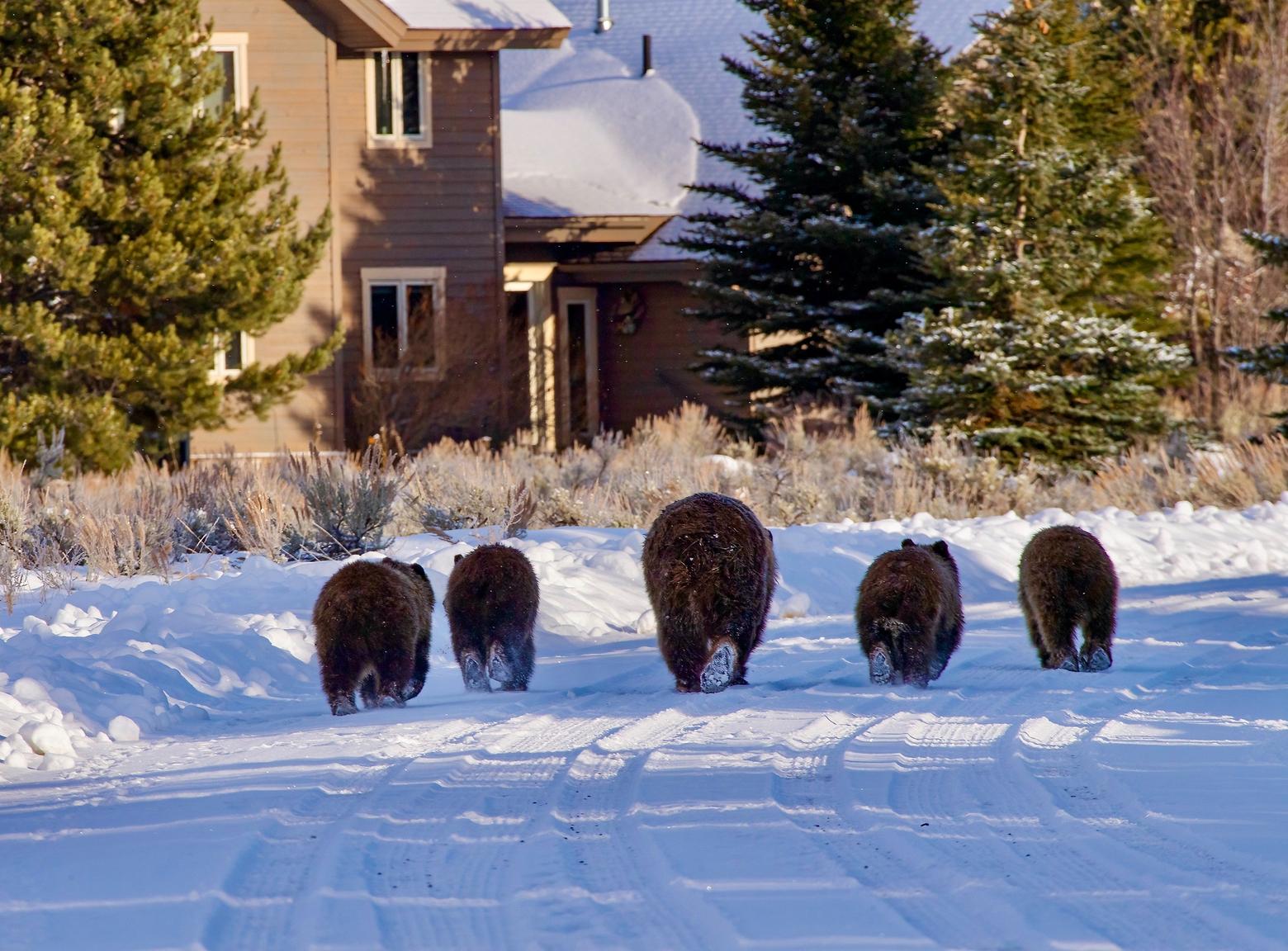 Jackson Hole Grizzly 399 and four cubs when they were younger and mother was teaching them where to go in the world. In May 2022, 399 parted company with her 2.5 year-old offspring and there are fears that if the youngsters wander into developed areas and are deemed troublemakers or human safety hazards by state  wildlife officials in Wyoming they may be euthanized. Their plight is emblematic of a bigger problem; that is exurban sprawl erupting in rural areas where bears once enjoyed wider latitude.  Scientists say such development is displacing bears from habitat they need and is undermining the gains of recovery. Photo courtesy Thomas D. Mangelsen (mangelsen.com)