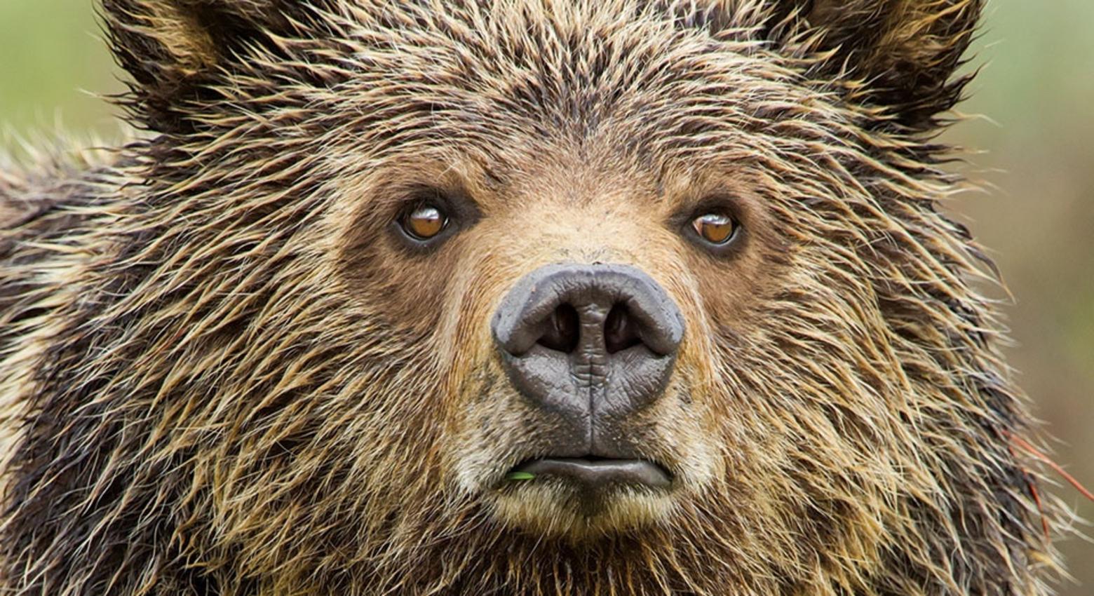 "Eyes of the Grizzly," a photo by Thomas D. Mangelsen (mangelsen.com)