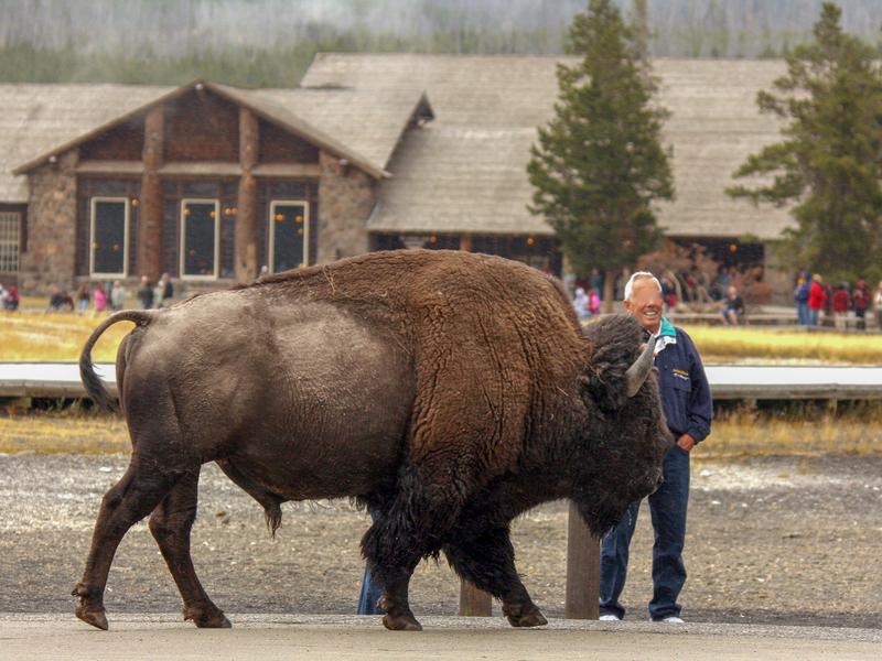 A park visitor stands perilously close to a bison in Yellowstone