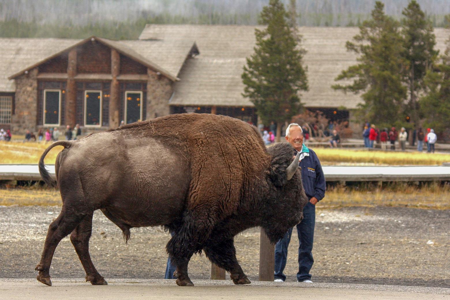 Not fun or games: a park visitor stands on a boardwalk near Old Faithful as a bison lumbers past at close range. Bison are the most dangerous animals for people in America's first national park. Photo courtesy Arnie Spencer/NPS/#18950d 